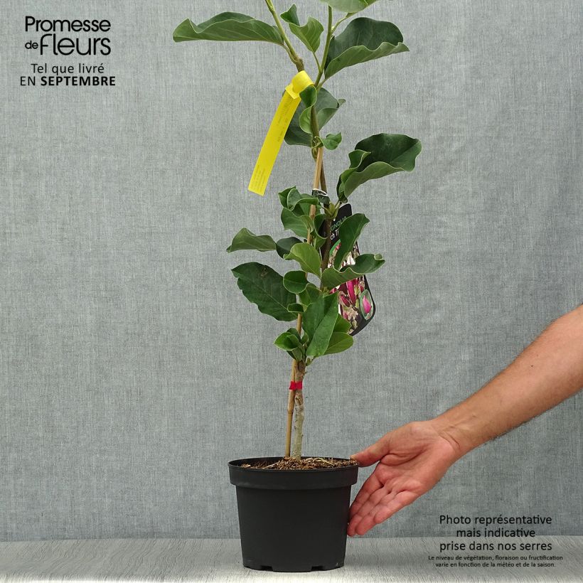 Exemplar von Magnolia March Till Frost - Magnolie Topf mit 2L/3L wie im Herbst geliefert