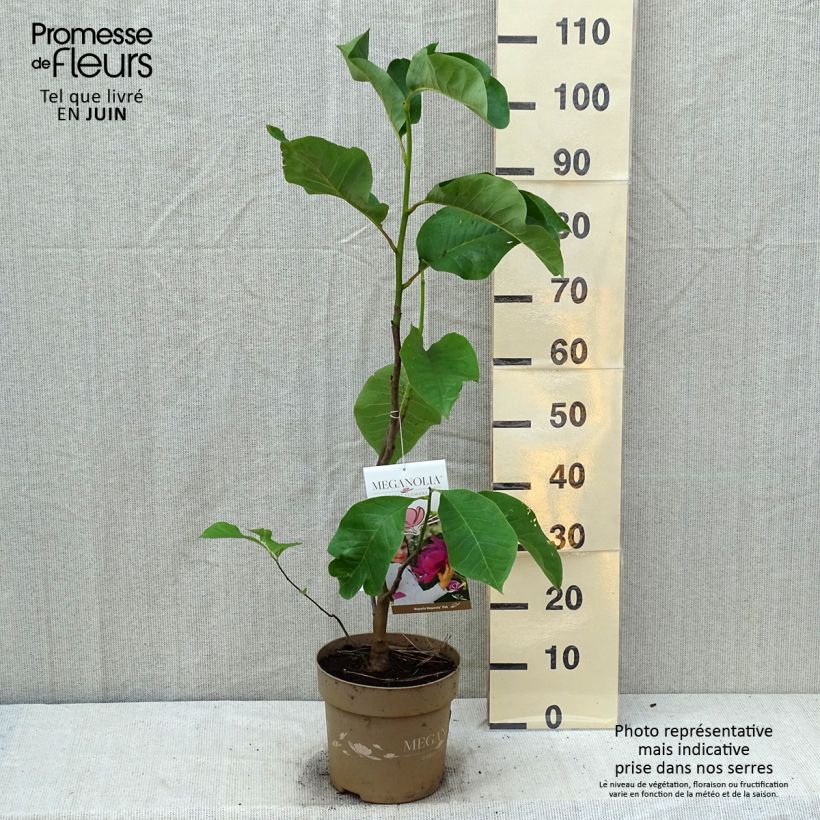Exemplar von Magnolia soulangeana Meganolia - Tulpen-Magnolie Topf mit 6L/7L wie im Sommer geliefert