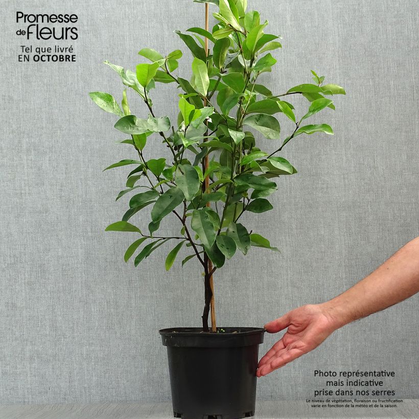 Exemplar von Magnolia White Caviar - Magnolie Topf mit 3L/4L wie im Herbst geliefert