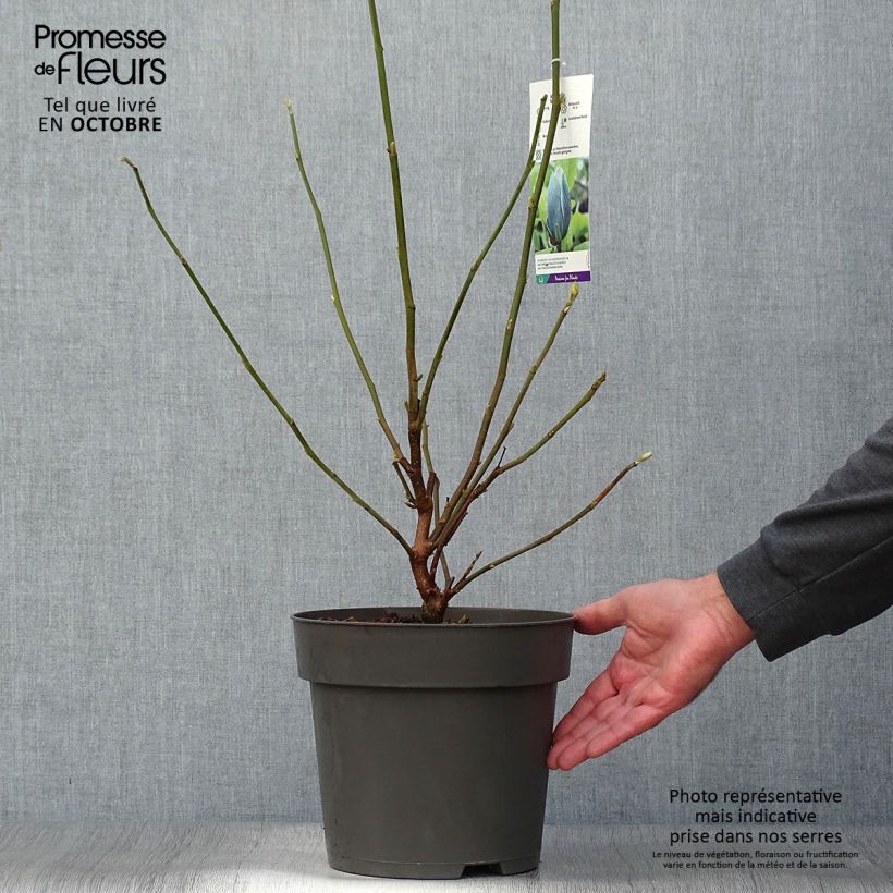Exemplar von Magnolia acuminata Blue Baby - Gurken-Magnolie Topf mit 6L/7L wie im Herbst geliefert