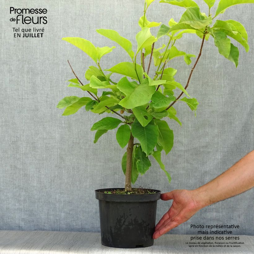 Exemplar von Magnolia brooklynensis Yellow Bird - Magnolie Topf mit 3L/4L wie im Sommer geliefert