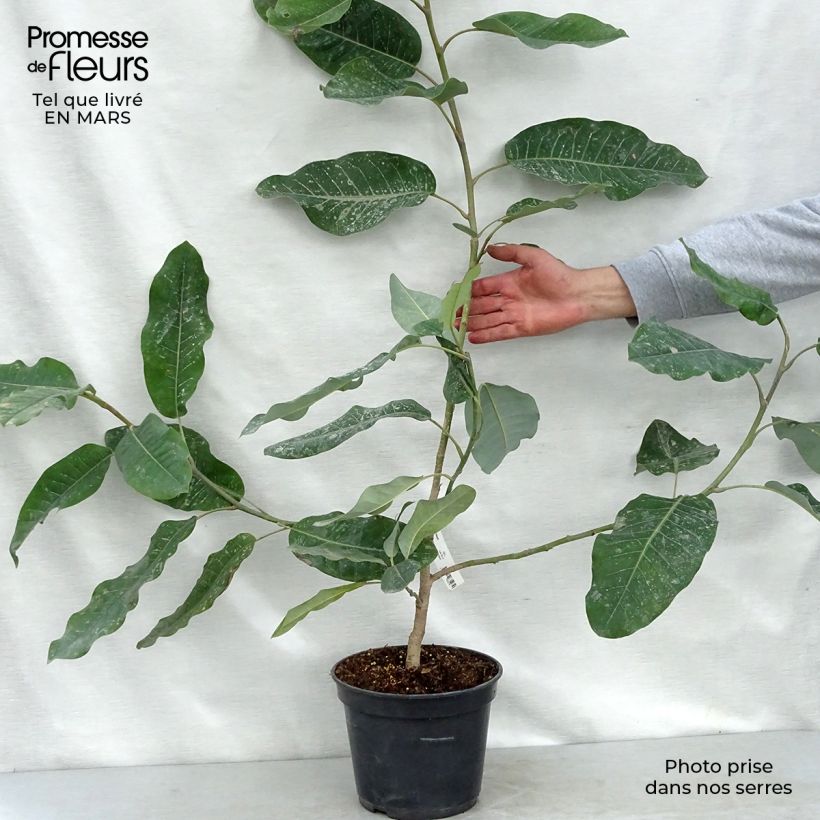 Exemplar von Magnolia delavayi - Delavays Magnolie Topf mit 3L/4L wie im Frühjahr geliefert