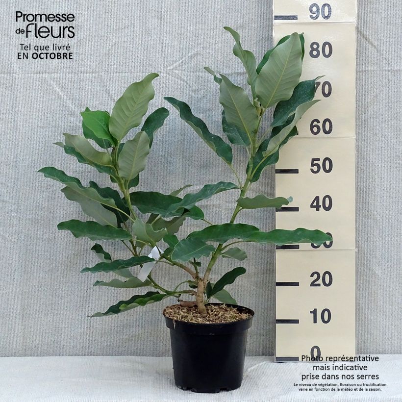 Exemplar von Magnolia delavayi - Delavays Magnolie Topf mit 3L/4L wie im Herbst geliefert