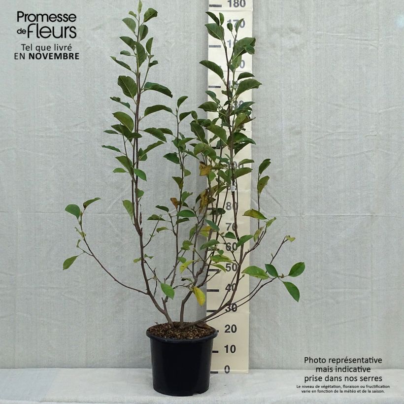 Exemplar von Magnolia denudata Festirose - Yulan-Magnolie Topf mit 7,5L/10L wie im Herbst geliefert
