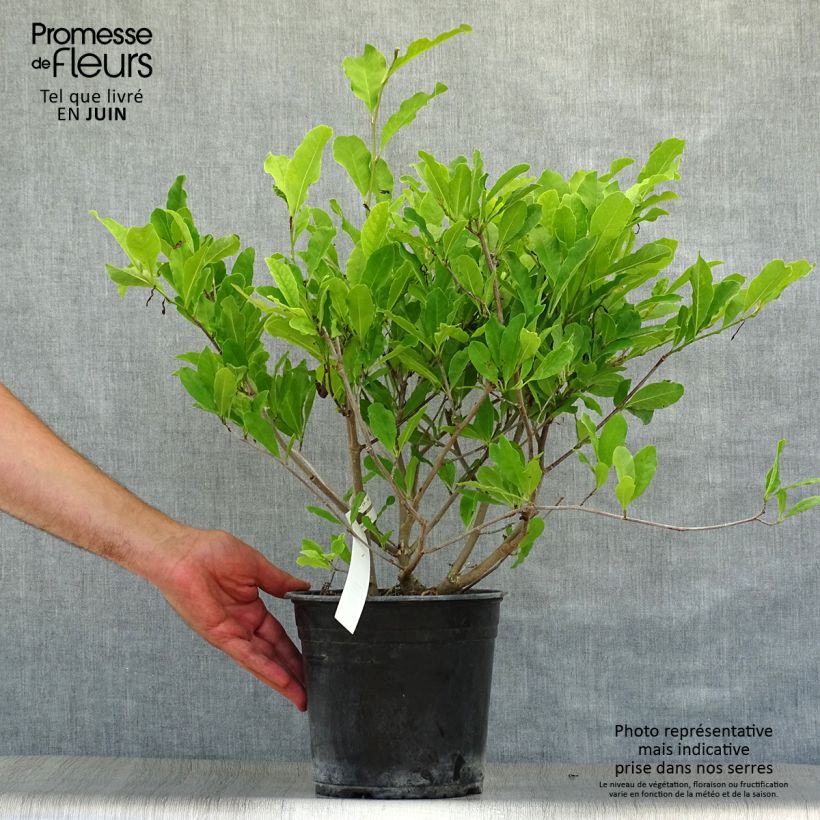 Exemplar von Magnolia stellata Waterlily - Stern-Magnolie Topf mit 4L/5L wie im Sommer geliefert
