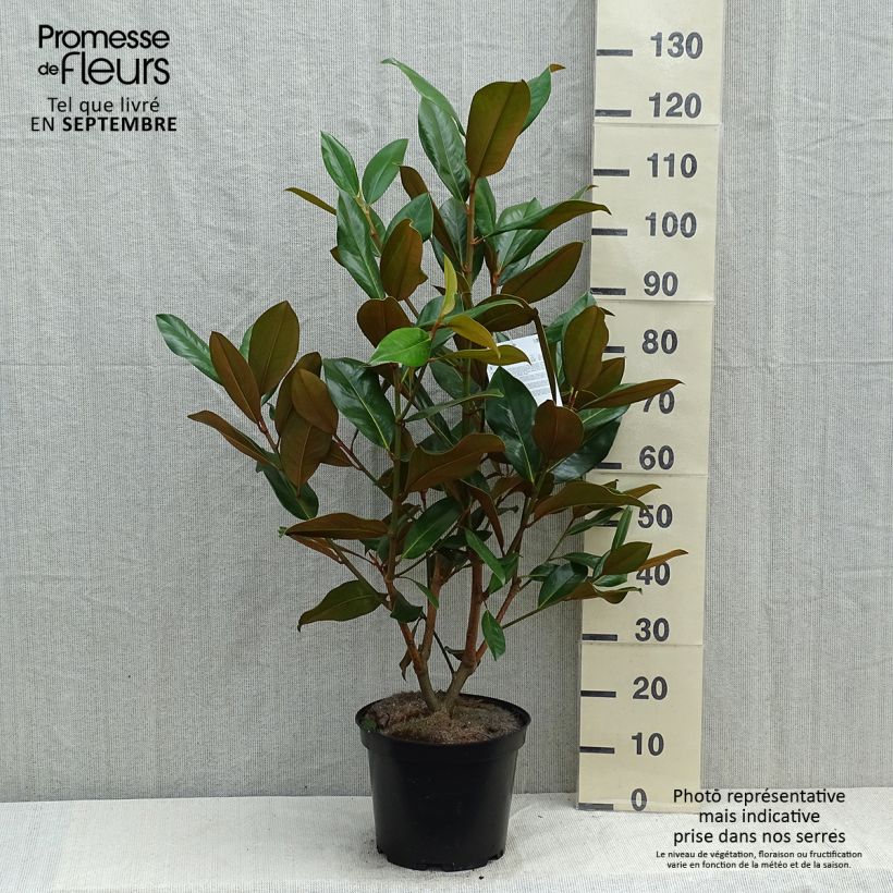 Exemplar von Magnolia grandiflora Galissonière - Immergrüne Magnolie Topf mit 7,5L/10L wie im Sommer geliefert