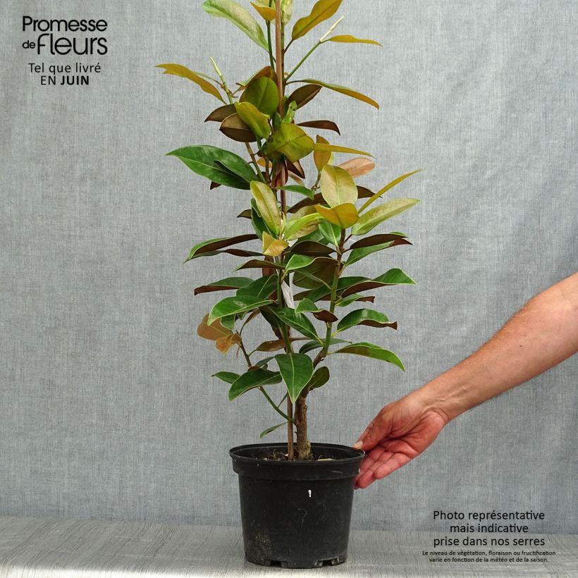Exemplar von Magnolia grandiflora Galissonière - Immergrüne Magnolie Topf mit 4L/5L wie im Sommer geliefert