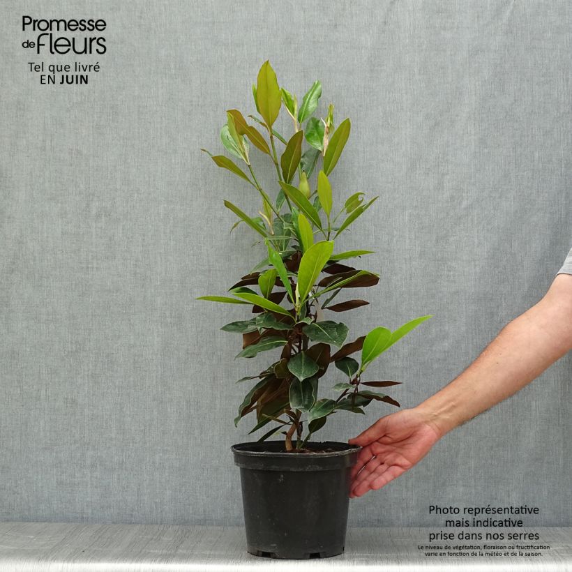 Exemplar von Magnolia grandiflora Little Gem - Immergrüne Magnolie Topf mit 3L/4L wie im Sommer geliefert