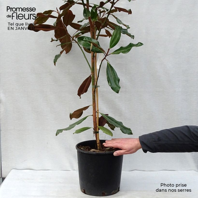 Exemplar von Magnolia grandiflora Purpan - Immergrüne Magnolie Topf mit 7,5L/10L wie im Winter geliefert
