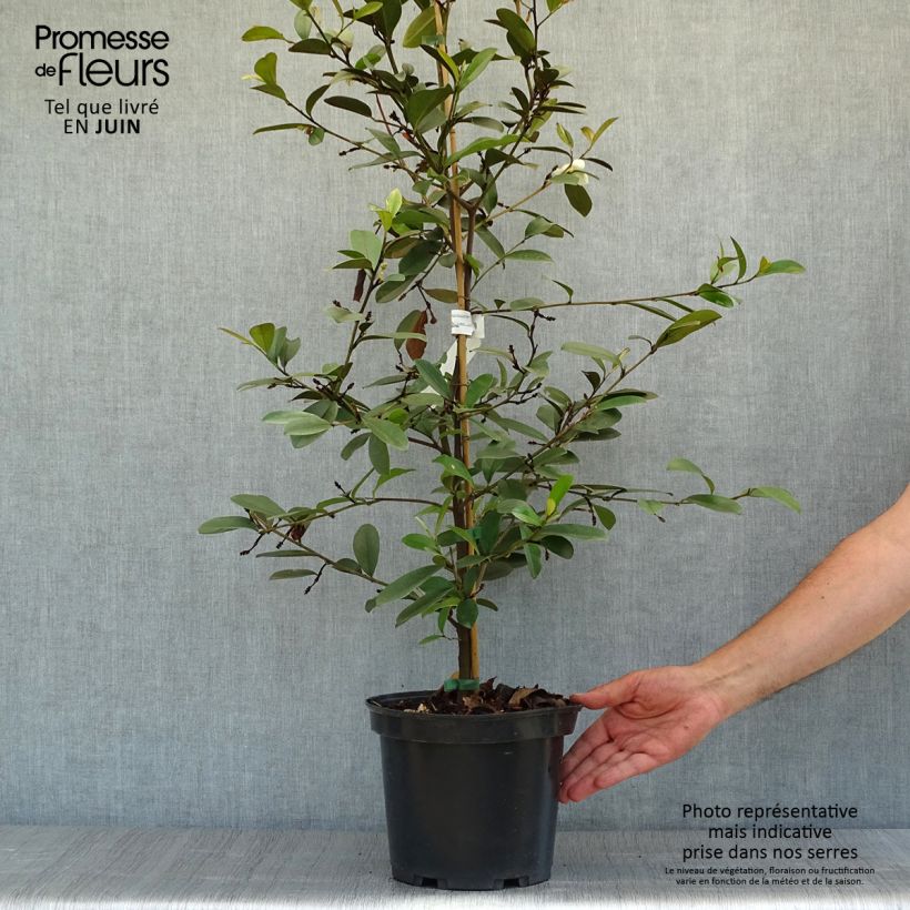 Exemplar von Magnolia laevifolia Achteraan - Magnolie Topf mit 4L/5L wie im Sommer geliefert