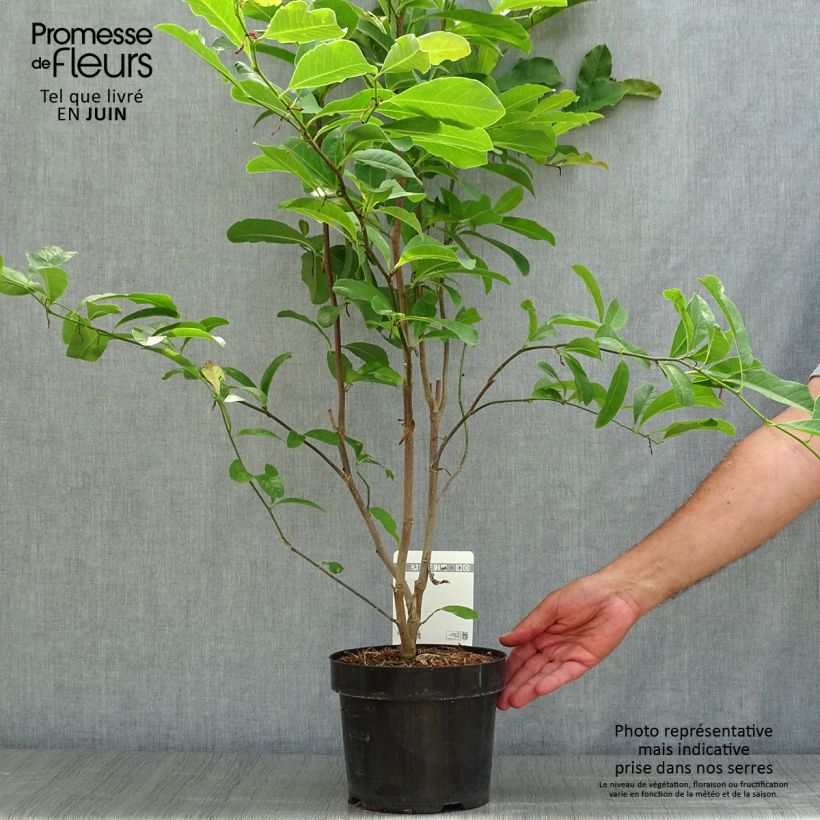 Exemplar von Magnolia loebneri Leonard Messel - Loebner-Magnolie Topf mit 3L/4L wie im Sommer geliefert