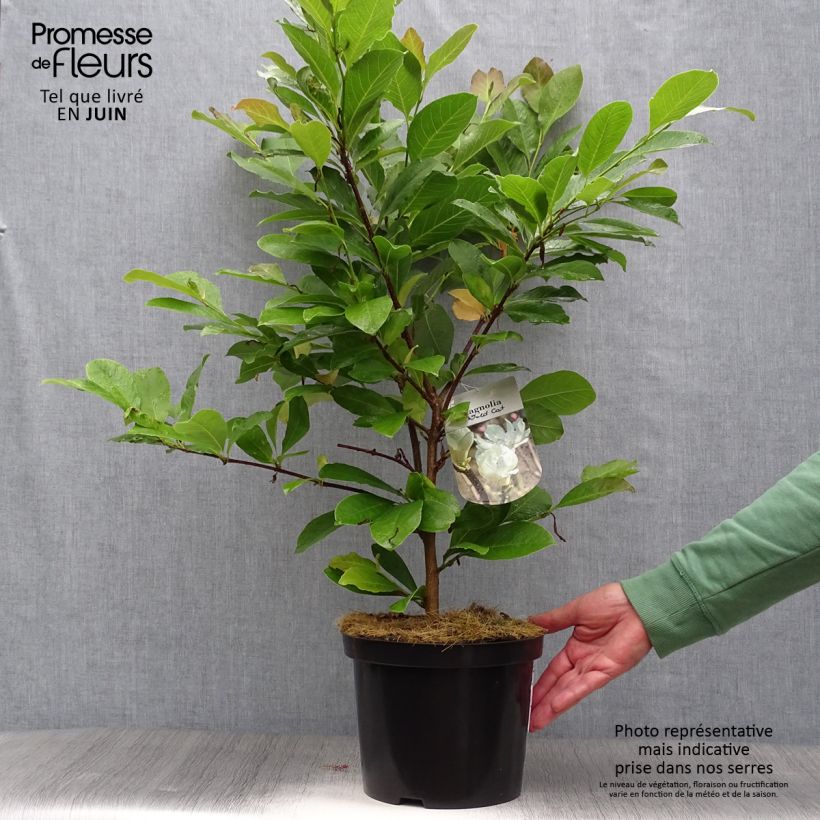 Exemplar von Magnolia loebneri Wildcat - Loebner-Magnolie Topf mit 4L/5L wie im Sommer geliefert