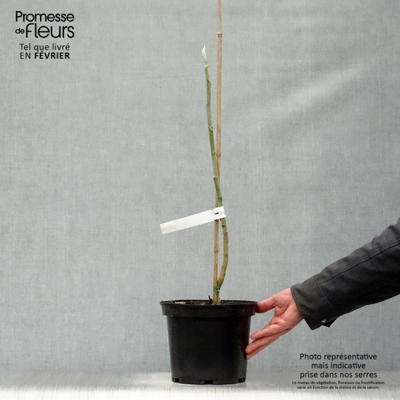 Exemplar von Magnolia macrophylla - Großblatt-Magnolie Topf mit 4L/5L wie im Winter geliefert