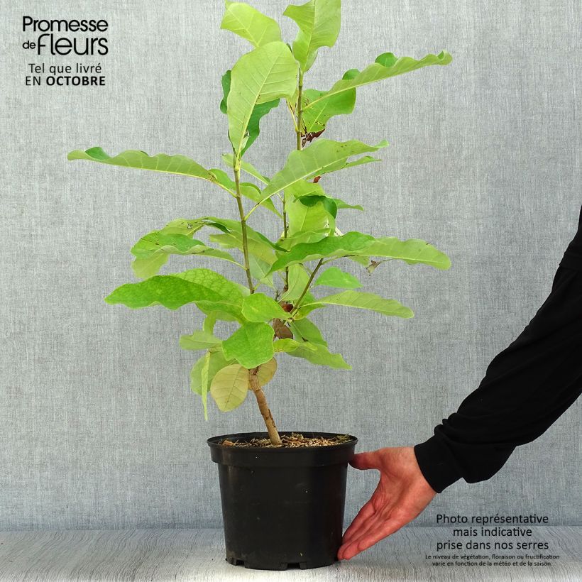 Exemplar von Magnolia officinalis var. biloba - Arznei-Magnolie Topf mit 4L/5L wie im Herbst geliefert