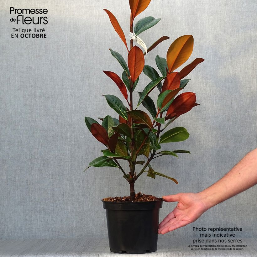 Exemplar von Magnolia grandiflora D.d. blanchard - Immergrüne Magnolie Topf mit 4L/5L wie im Herbst geliefert