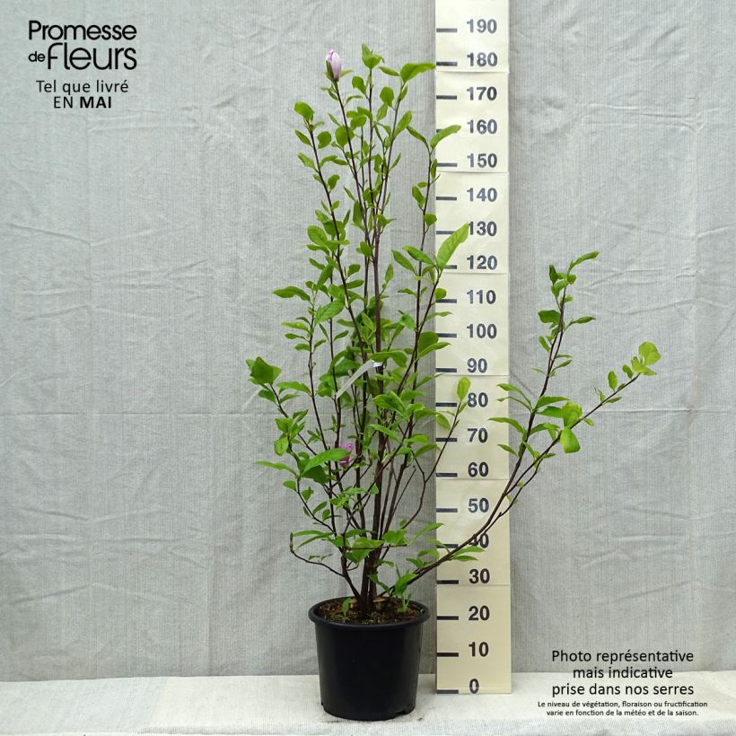 Exemplar von Magnolia soulangeana Rustica Rubra - Tulpen-Magnolie Topf mit 7,5L/10L wie im Frühjahr geliefert
