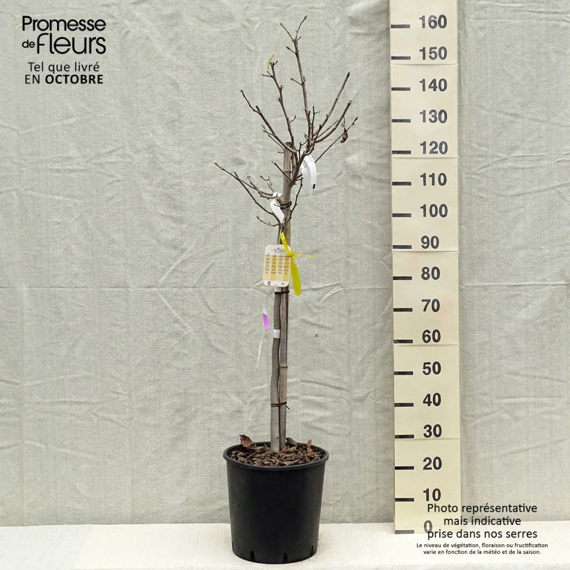 Exemplar von Magnolia stellata - Stern-Magnolie Topf mit 18L/20L wie im Herbst geliefert