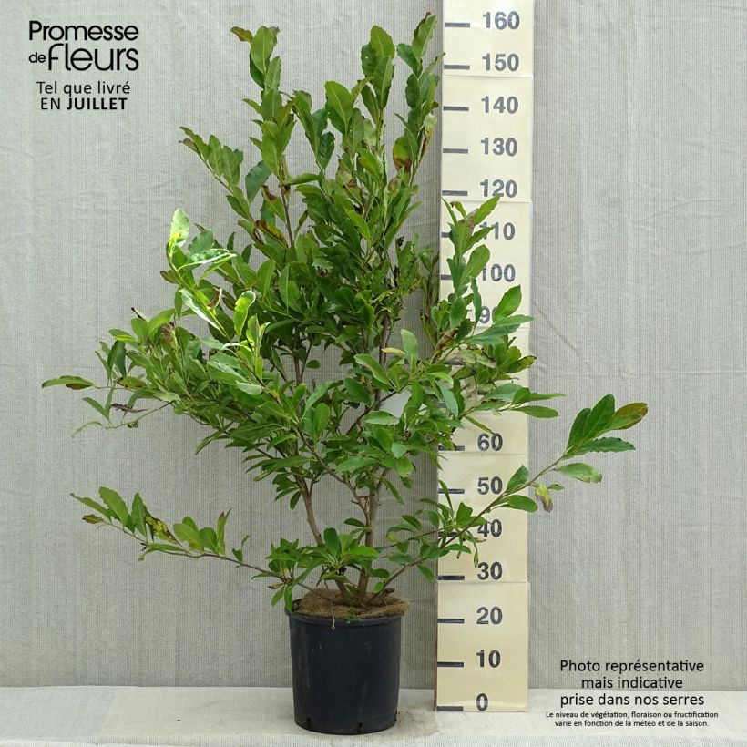 Exemplar von Magnolia stellata Royal Star - Stern-Magnolie Topf mit 12L/15L wie im Sommer geliefert