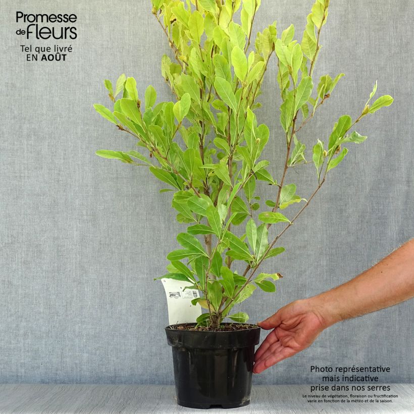 Exemplar von Magnolia stellata Royal Star - Stern-Magnolie Topf mit 3L/4L wie im Sommer geliefert