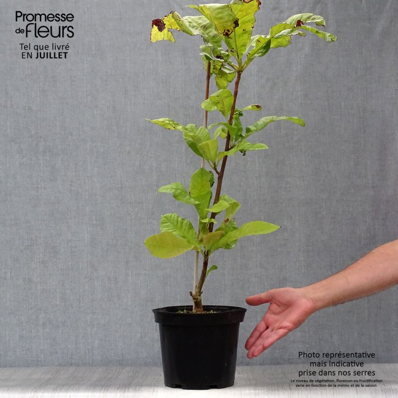 Exemplar von Magnolia tripetala - Schirm-Magnolie Topf mit 3L/4L wie im Sommer geliefert