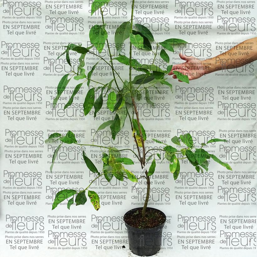 Beispiel eines Exemplars von Magnolia virginiana Glauca - Sumpf-Magnolie Topf mit 4L/5L wie geliefert