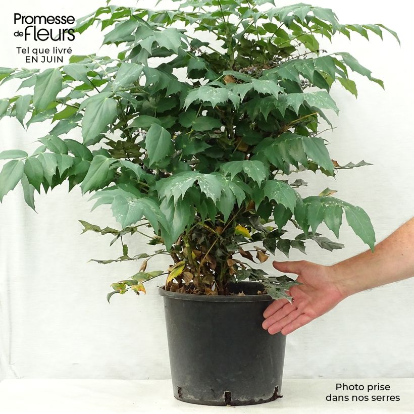 Exemplar von Mahonia japonica Hivernant - Japanische Mahonie Topf mit 7,5L/10L wie im Sommer geliefert