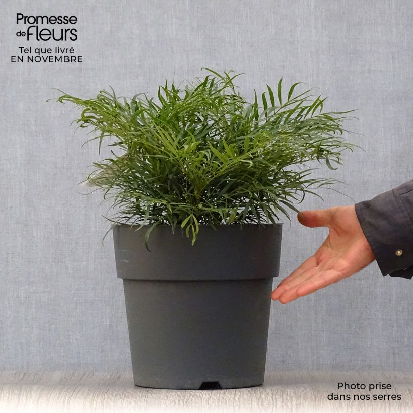 Exemplar von Mahonia eurybracteata Soft Caress - Stachellose Mahonie Topf mit 7,5L/10L wie im Herbst geliefert