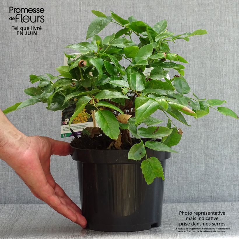 Exemplar von Mahonia aquifolium Apollo - Gewöhnliche Mahonie Topf mit 2L/3L wie im Sommer geliefert