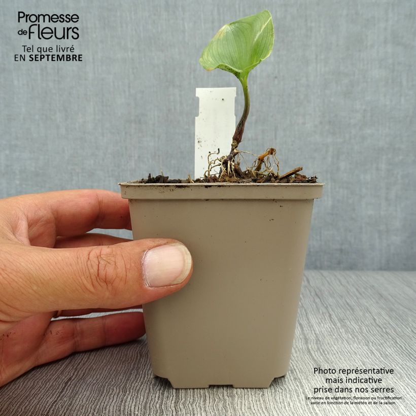 Exemplar von Maianthemum kamtschaticum - Schattenblume Kleine Töpfe von 8/9 cm wie im Herbst geliefert