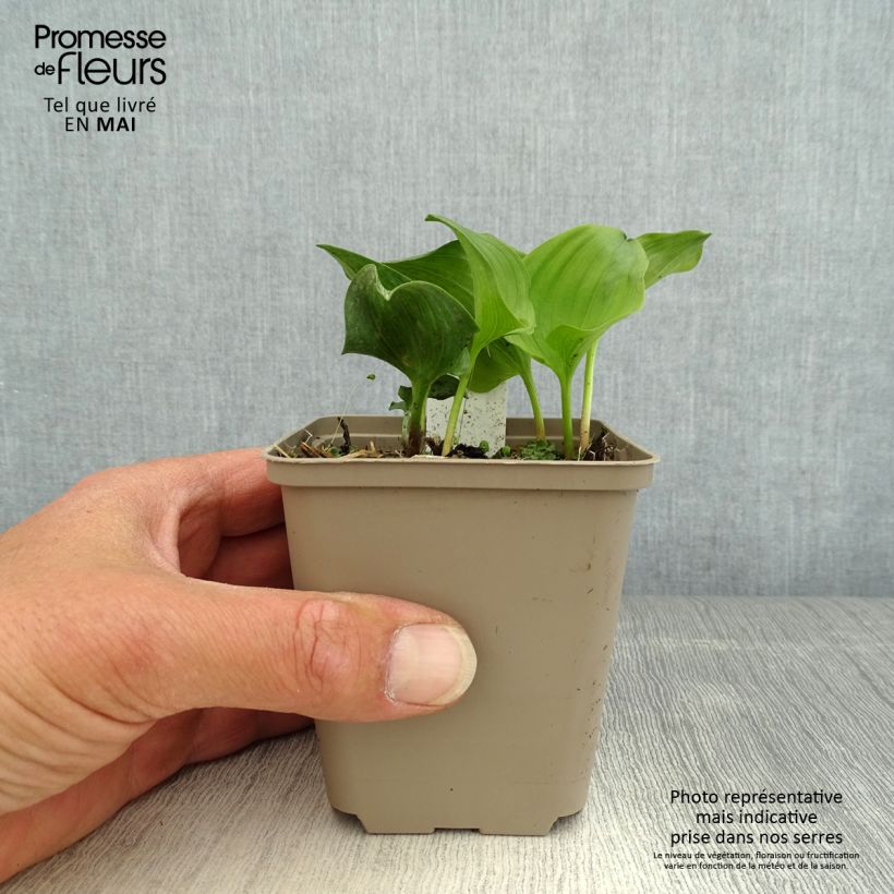 Exemplar von Maianthemum kamtschaticum - Schattenblume Kleine Töpfe von 8/9 cm wie im Frühjahr geliefert