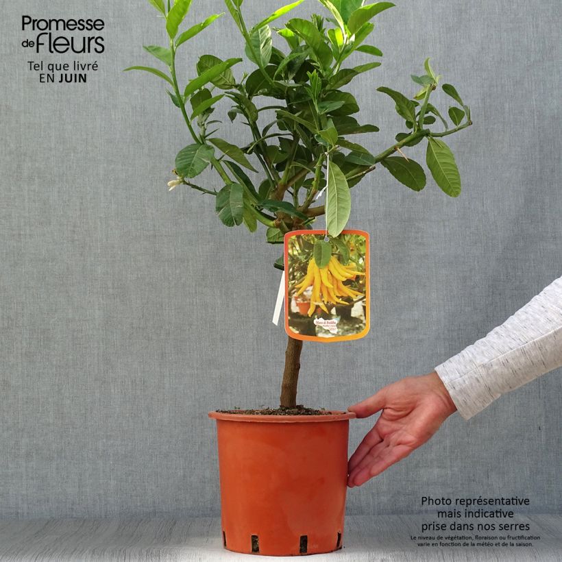 Exemplar von Buddhas Hand - Citrus medica var. sarcodactylis Topf mit 4L/5L, 1/4 Stängel wie im Sommer geliefert