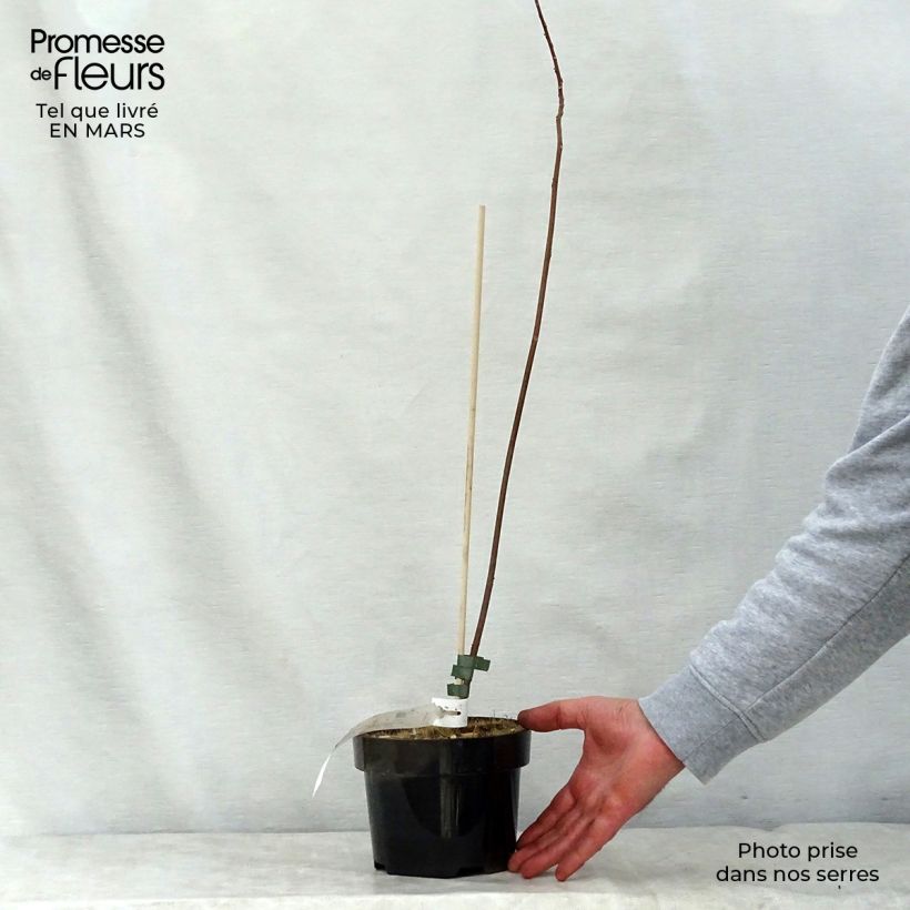 Exemplar von Mallotus japonicus Topf mit 2L/3L wie im Frühjahr geliefert