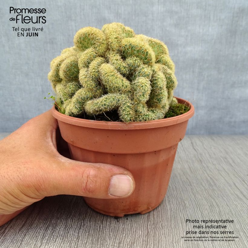 Exemplar von Mammillaria elongata Cristata - Warzenkaktus Topf 12 cm / 13 cm wie im Sommer geliefert