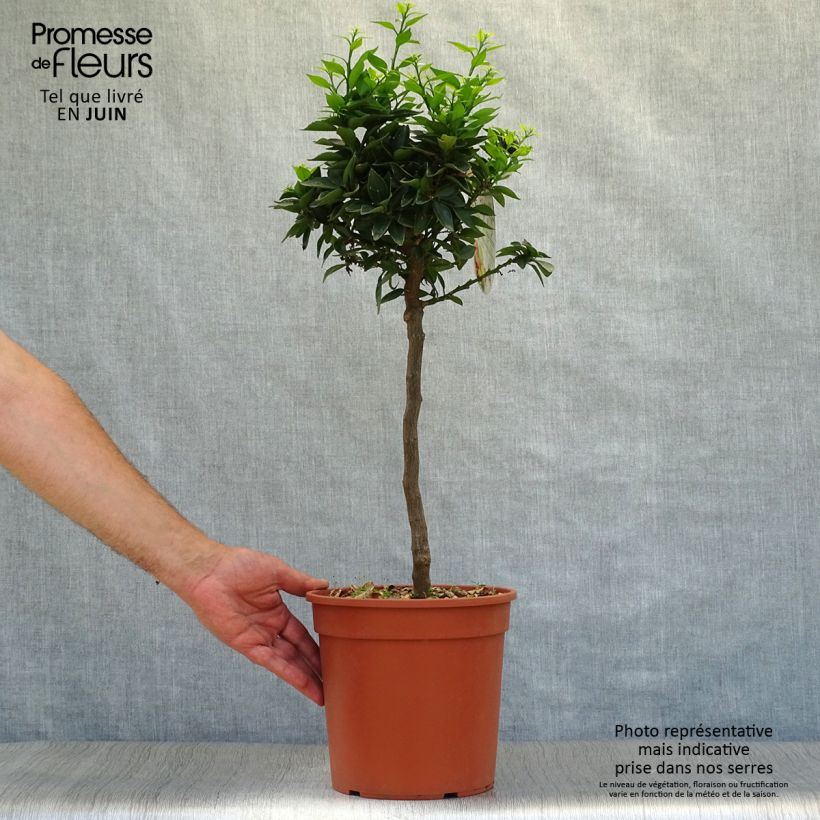 Exemplar von Chinotto - Citrus aurantium var. myrtifolia Topf mit 4L/5L, 1/4 Stängel wie im Sommer geliefert