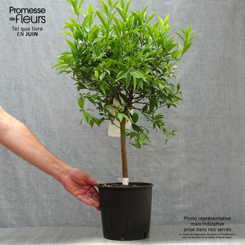 Exemplar von Mittelmeer-Mandarine - Citrus deliciosa Topf mit 4L/5L, 1/4 Stängel wie im Sommer geliefert