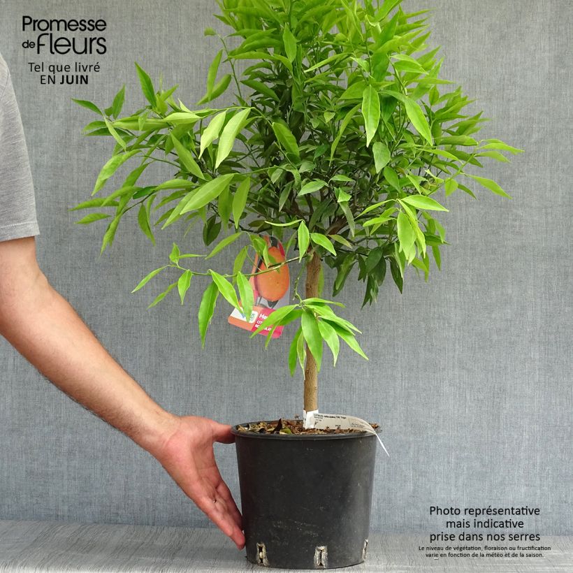Exemplar von Mandarine Keraji - Citrus reticulata Topf mit 2L/3L, Strauch wie im Sommer geliefert