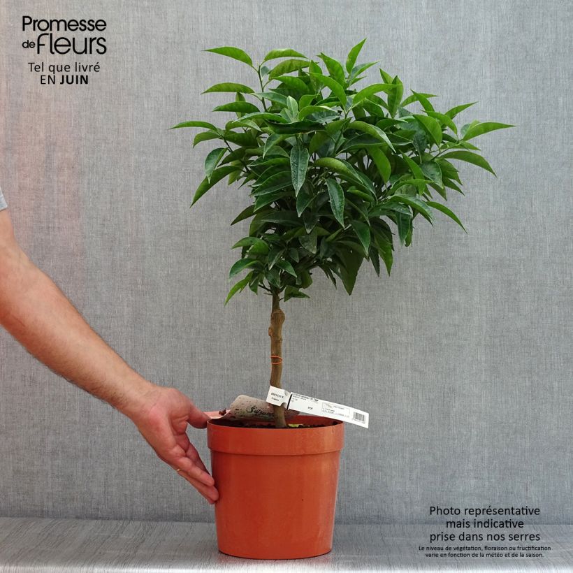 Exemplar von Mandarine - Citrus reticulata subsp. unshiu Topf mit 4L/5L, 1/4 Stängel wie im Sommer geliefert