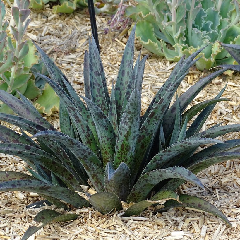 Mangave Mangavé Pineapple Express (Hafen)