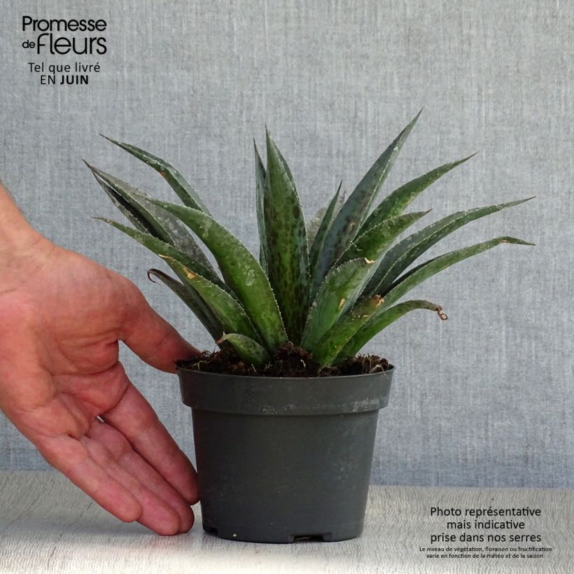 Exemplar von Mangave Mangavé Pineapple Express Topf mit 1L/1,5L wie im Sommer geliefert