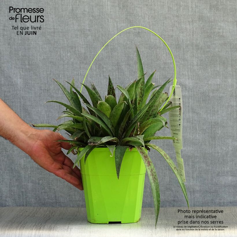 Exemplar von Mangave Mangavé Pineapple Express Topf mit 4L/5L wie im Sommer geliefert