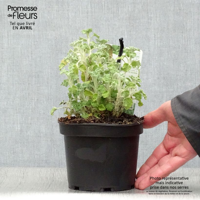 Exemplar von Gemeiner Andorn - Marrubium vulgare Topf mit 1,5L/2L wie im Frühjahr geliefert