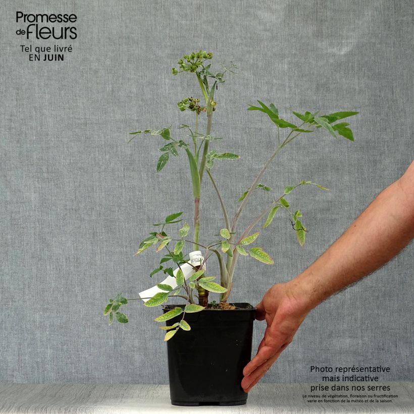 Exemplar von Mathiasella bupleuroides Green Dream Topf mit 3L/4L wie im Sommer geliefert