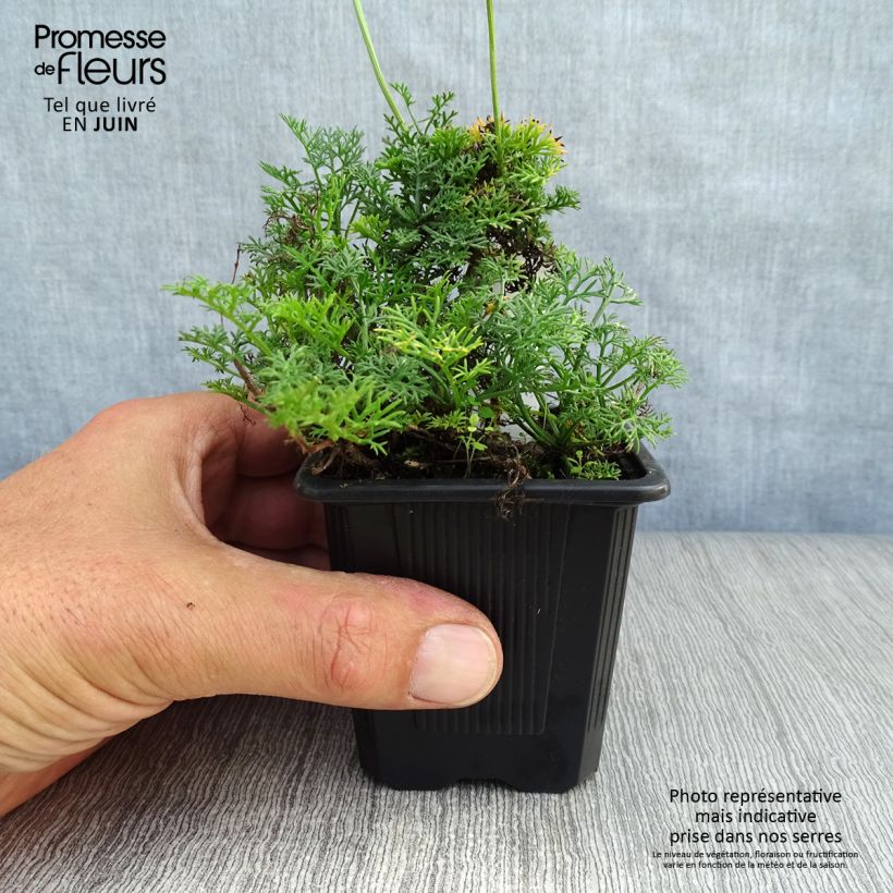 Exemplar von Matricaria tchihatchewii - Kamille Kleine Töpfe von 8/9 cm wie im Sommer geliefert