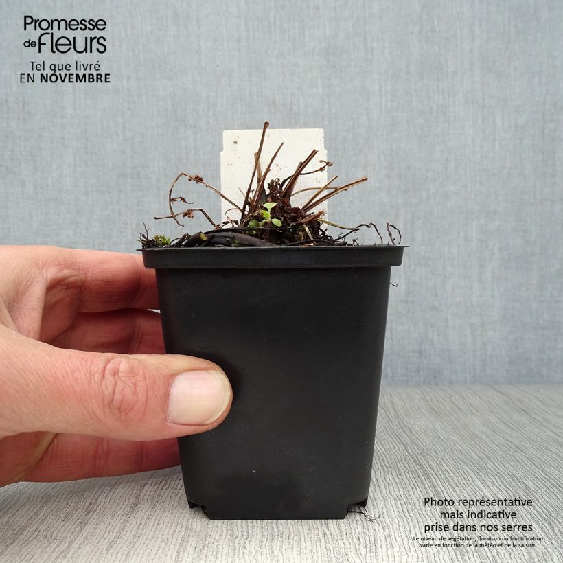 Exemplar von Amerikanischer Straußenfarn - Matteuccia struthiopteris var. pensylvanica Kleine Töpfe von 8/9 cm wie im Herbst geliefert
