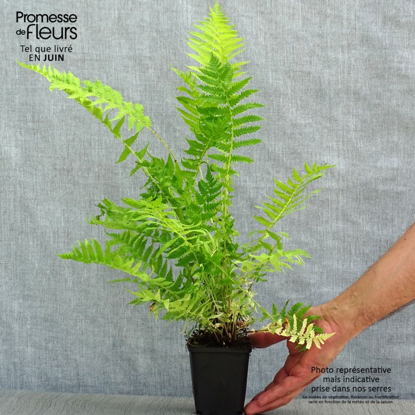 Exemplar von Straußenfarn - Matteuccia struthiopteris Kleine Töpfe von 8/9 cm wie im Sommer geliefert