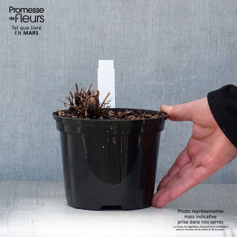 Exemplar von Straußenfarn - Matteuccia struthiopteris Topf mit 2L/3L wie im Frühjahr geliefert