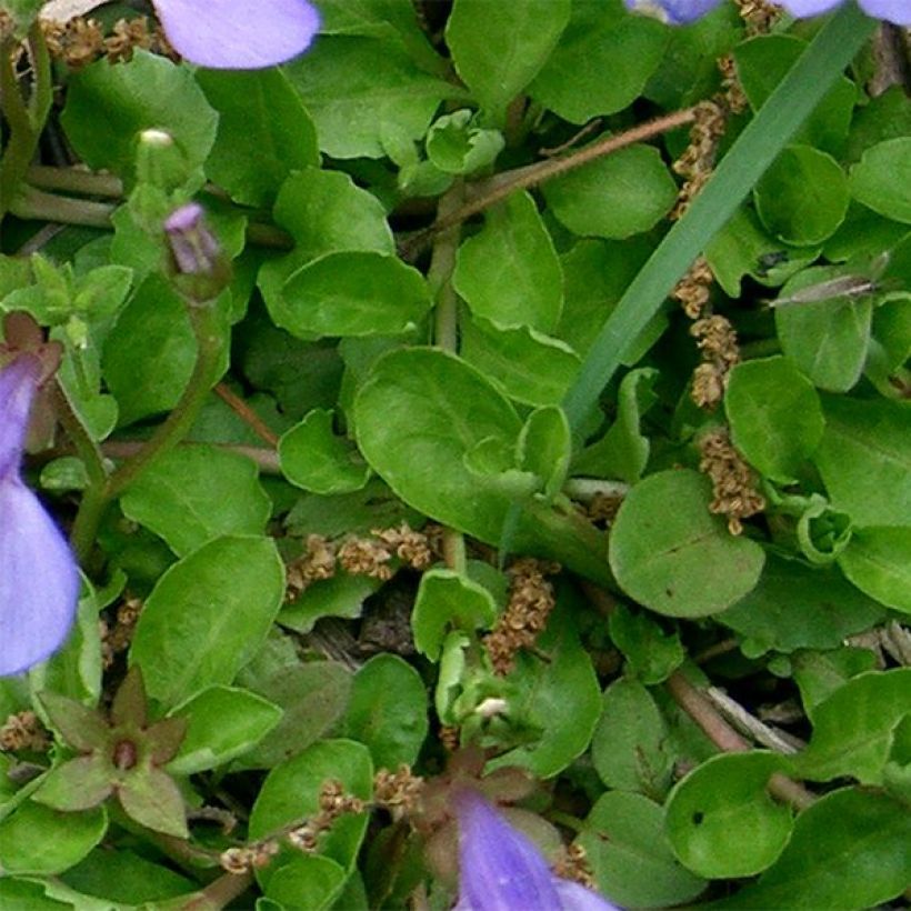Mazus miquelii - Lippenmäulchen (Laub)