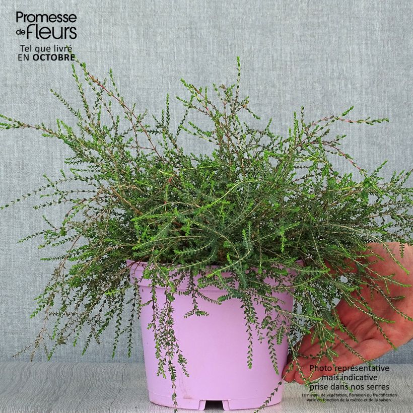 Exemplar von Melaleuca gibbosa - Myrtenheide Topf mit 2L/3L wie im Herbst geliefert