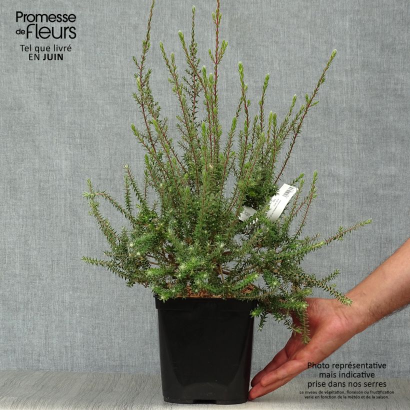 Exemplar von Melaleuca squamea - Myrtenheide Topf mit 3L/4L wie im Sommer geliefert
