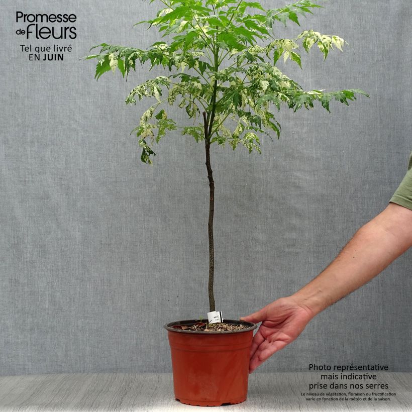Exemplar von Melia azedarach Jade Snowflake - Chinesische Holunder Topf mit 2L/3L wie im Sommer geliefert